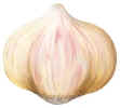 Garlic.JPG (55254 bytes)