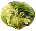 Lettuce.JPG (63271 bytes)