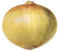 Onion.JPG (55459 bytes)