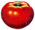 Tomato.JPG (60014 bytes)