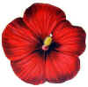 hibiscus.JPG (69151 bytes)