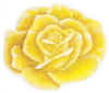 rose.JPG (53801 bytes)